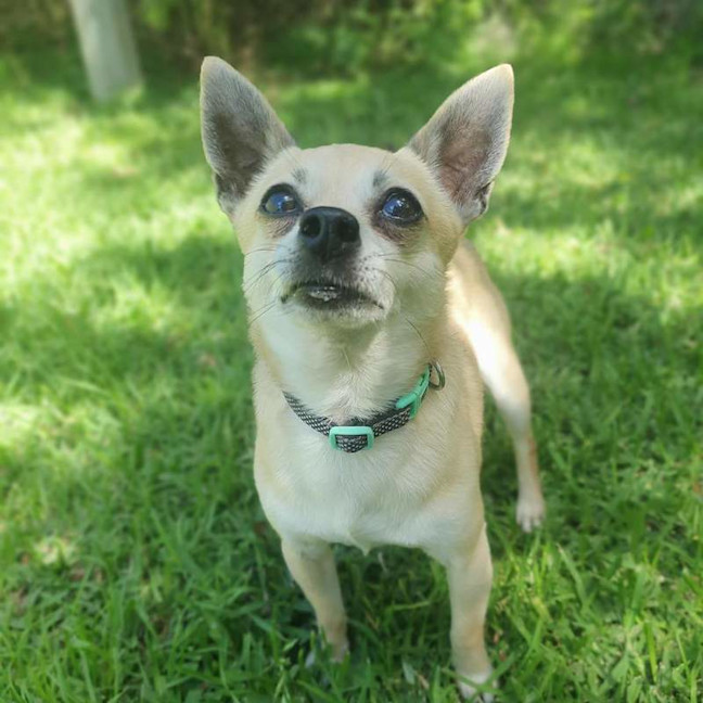 Photo of Tito