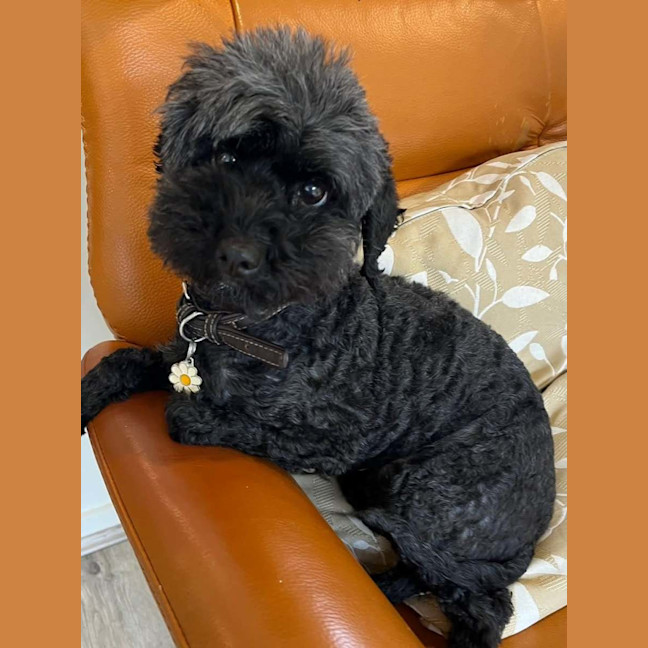 Photo of Louie