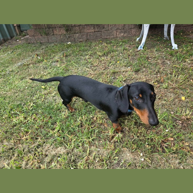 Photo of Milo