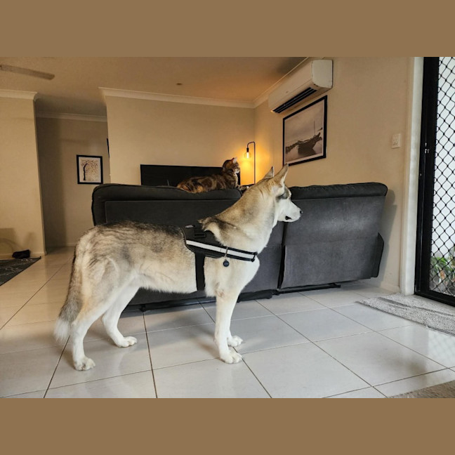Photo of Lupin