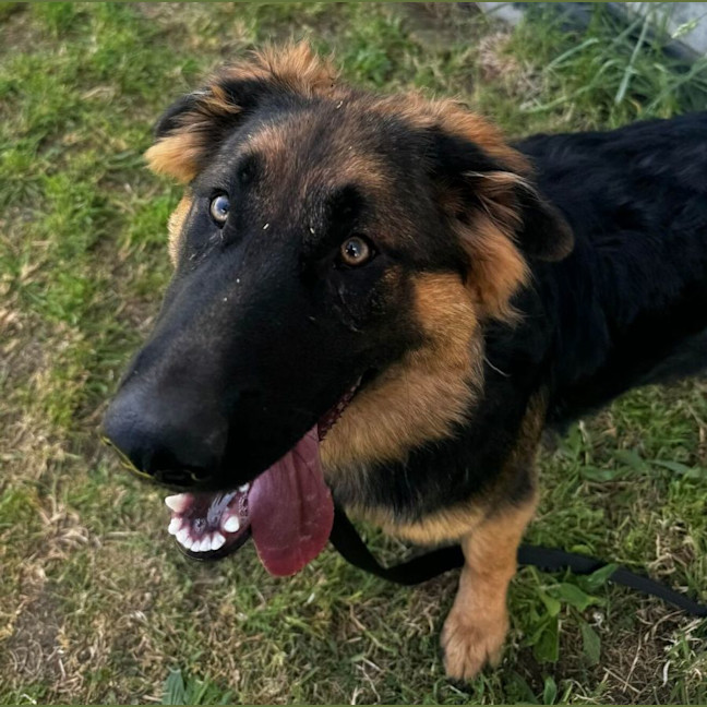 Photo of Lady (64578)