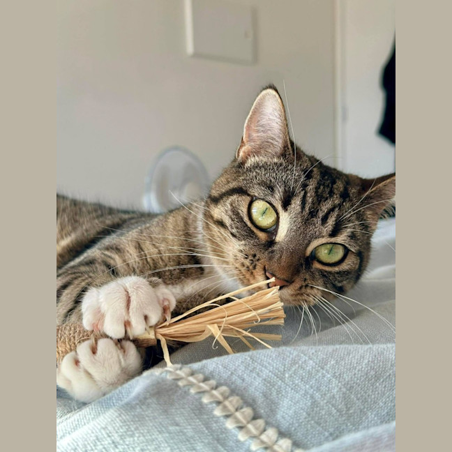 Photo of Kitty