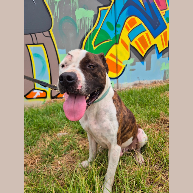 Photo of Loki (67932)