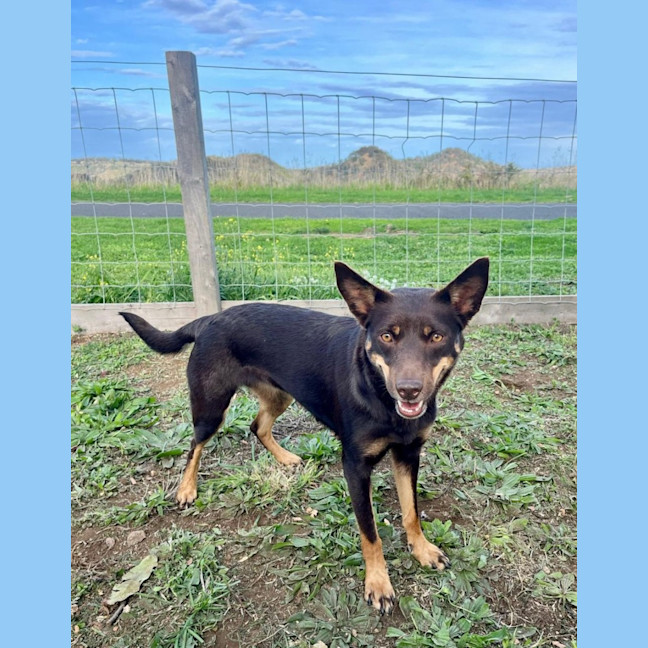 Photo of Bella