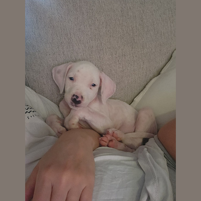 Photo of Koko Licious