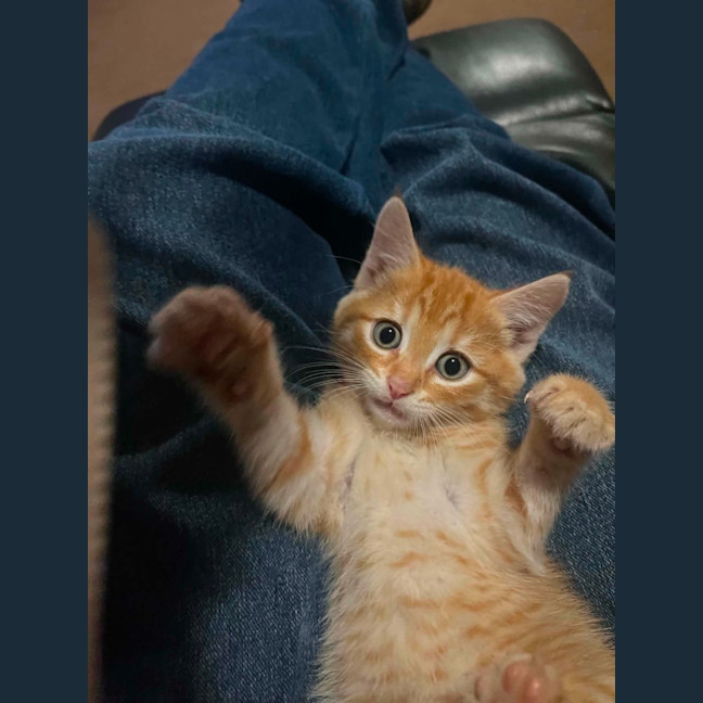 Photo of Wasabi