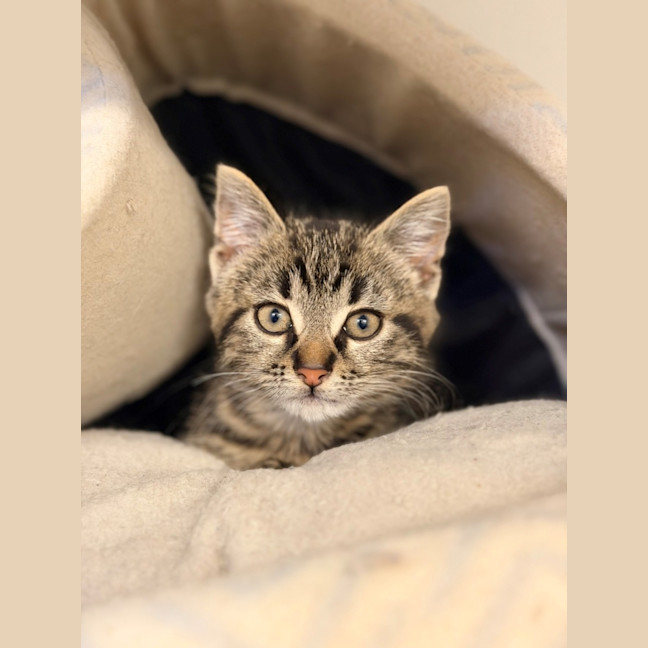 Photo of Fritz