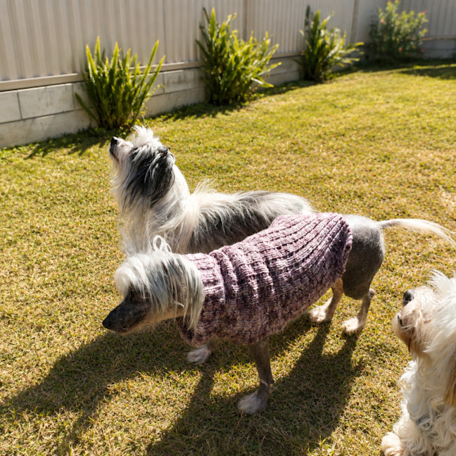 Photo of Pee Wee & Sweet Pea