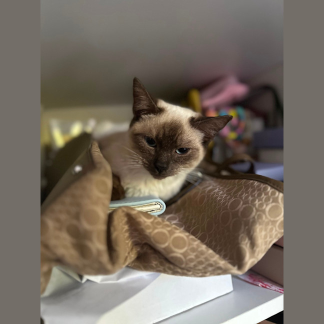 Photo of Jemina   Ragdoll Cross