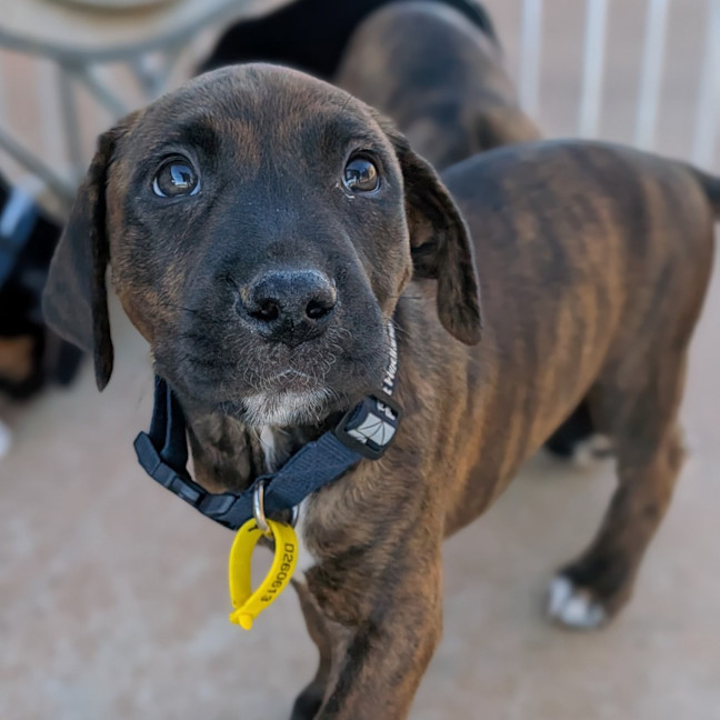 Photo of Cora