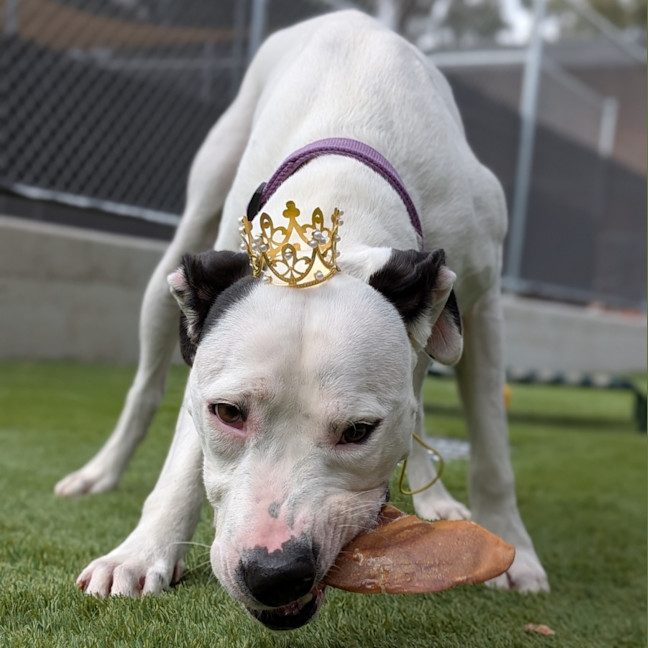 Photo of Lucky