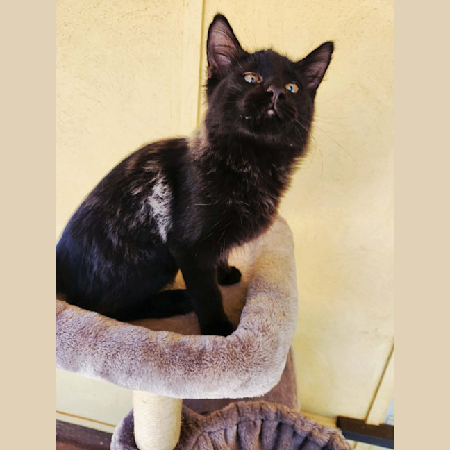 Photo of Jet
