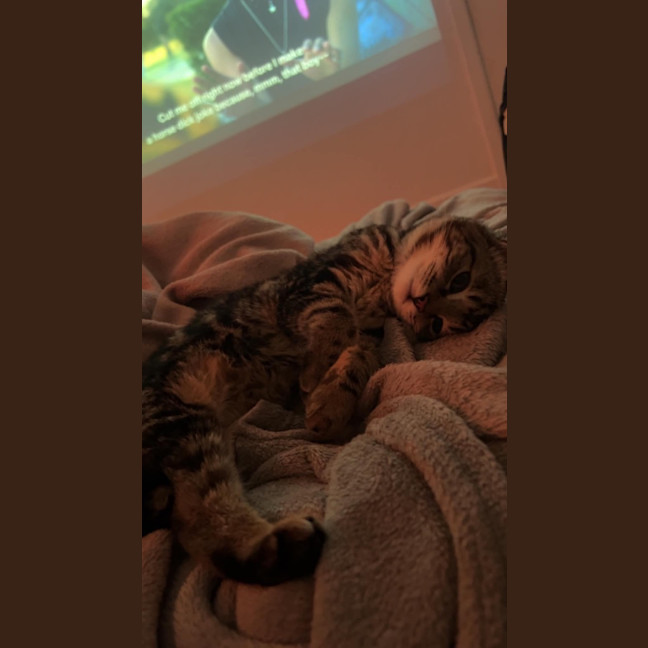 Photo of Boodle Noodle