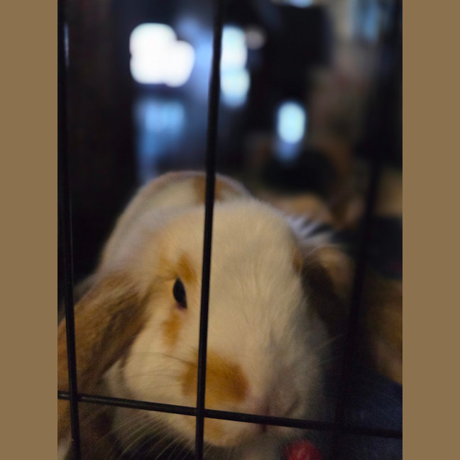 Photo of Giggles