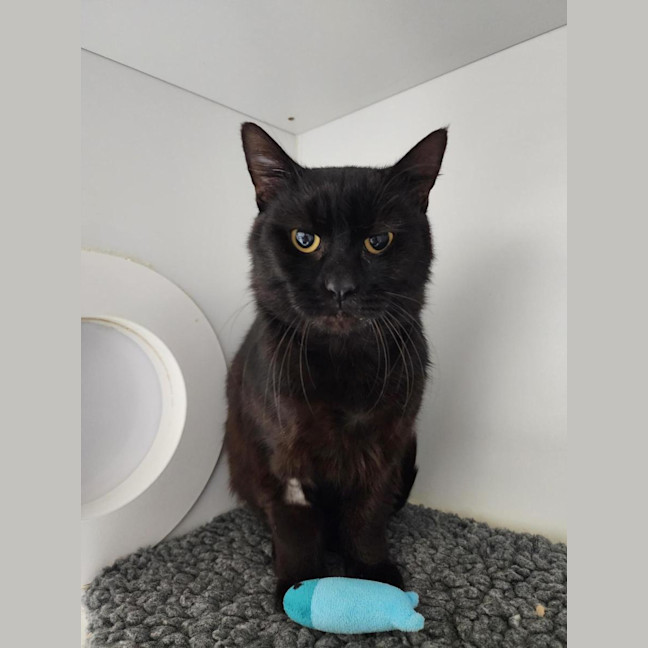 Photo of 😎 Felipe 6811 😎