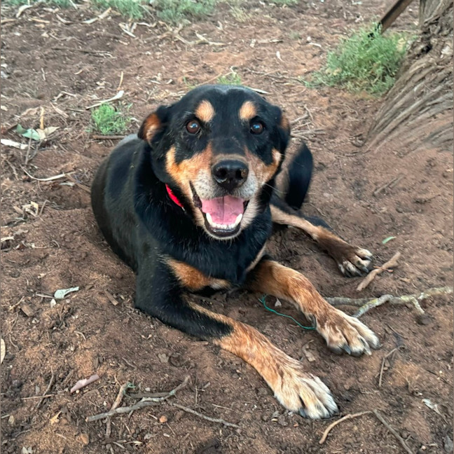 Photo of Woody