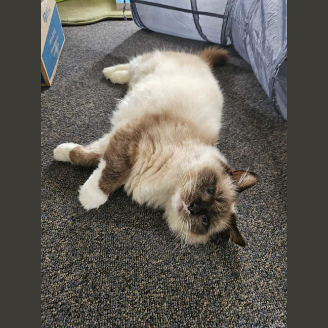 Photo of Lily