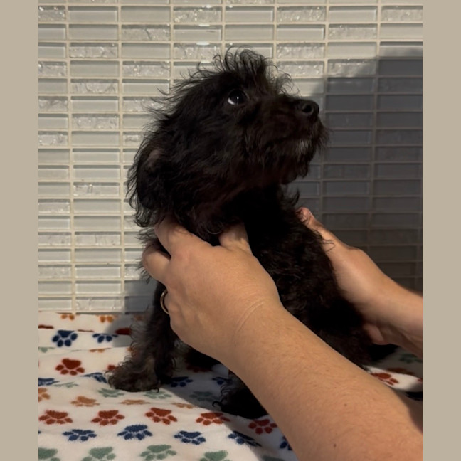 Photo of Baxter