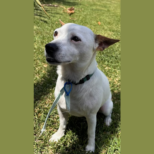 Photo of Stitch