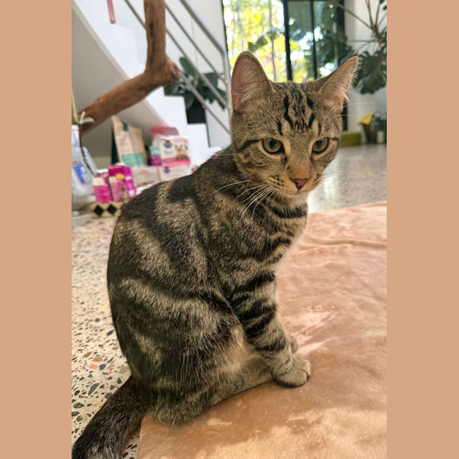 Photo of Durkis Maximus