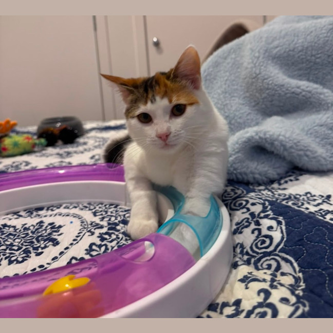 Photo of Callie