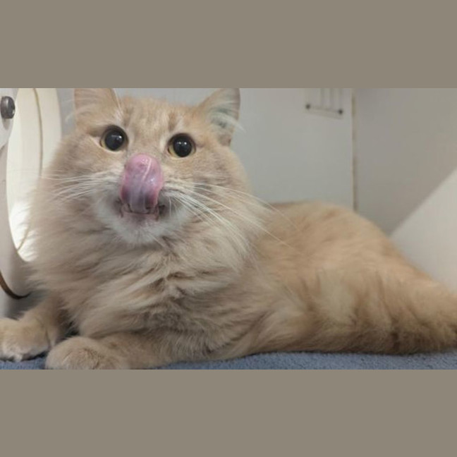 Photo of Sunkist