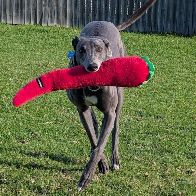 Photo of Amor The Greyhound