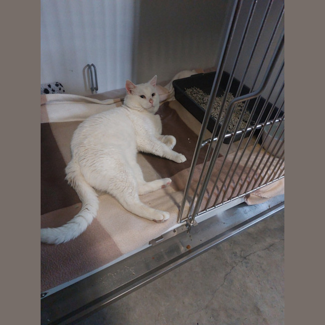 Photo of Special Needs Papa