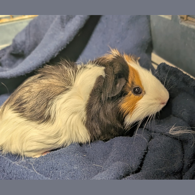 Photo of Clinkers