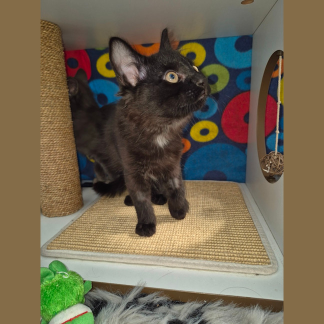 Photo of Luciano **2nd Chance Cat Rescue**