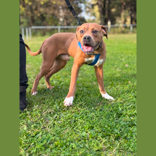 Photo of Oak