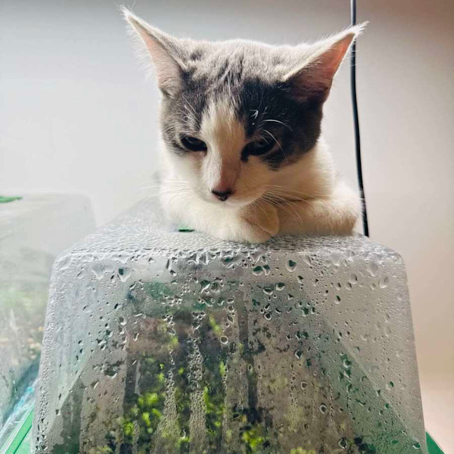 Photo of Rice   Located In Northcote