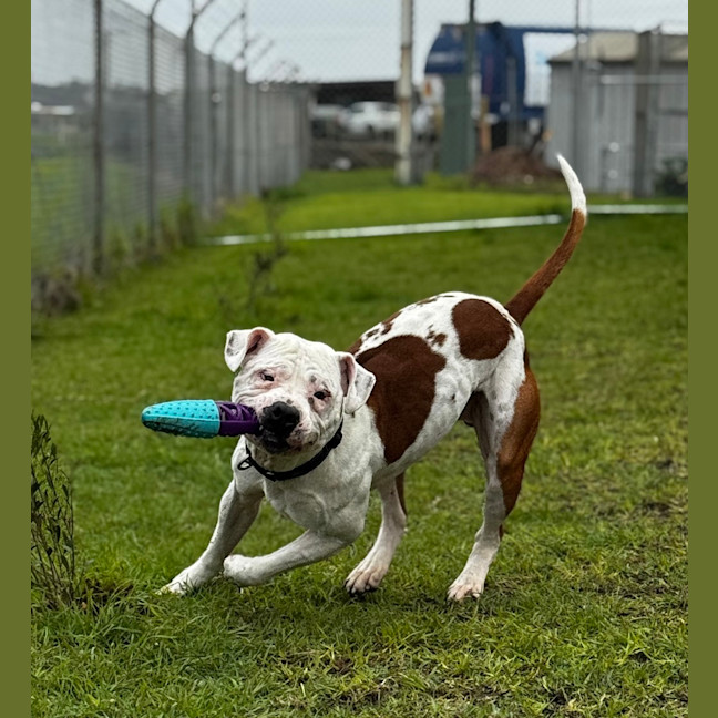 Photo of Sully