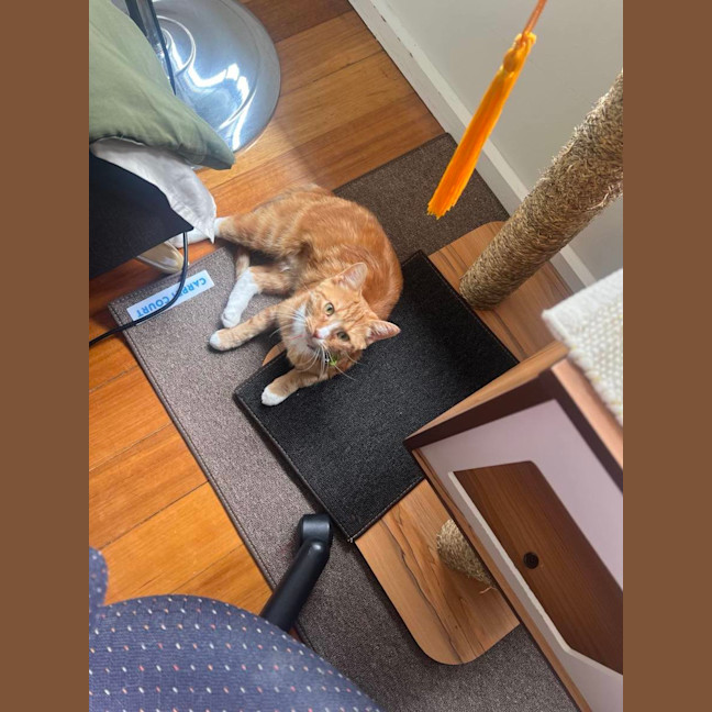 Photo of ⭐ Missy ⭐