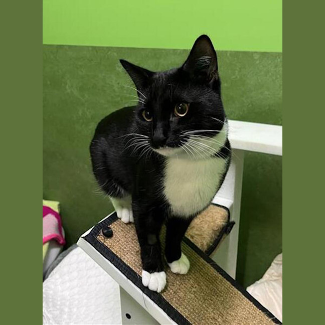 Photo of Booboo (Bonded With Bella)