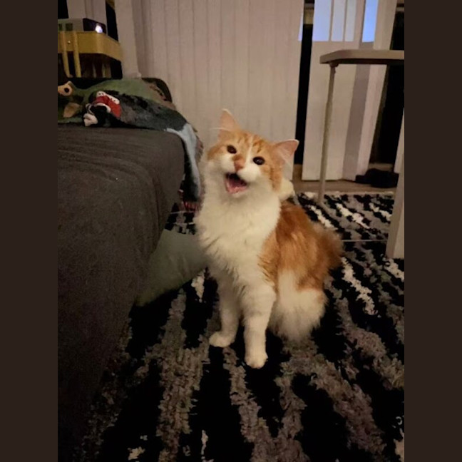 Photo of Tony Pepperoni