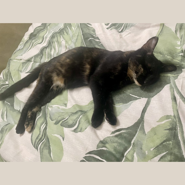Photo of Caramella
