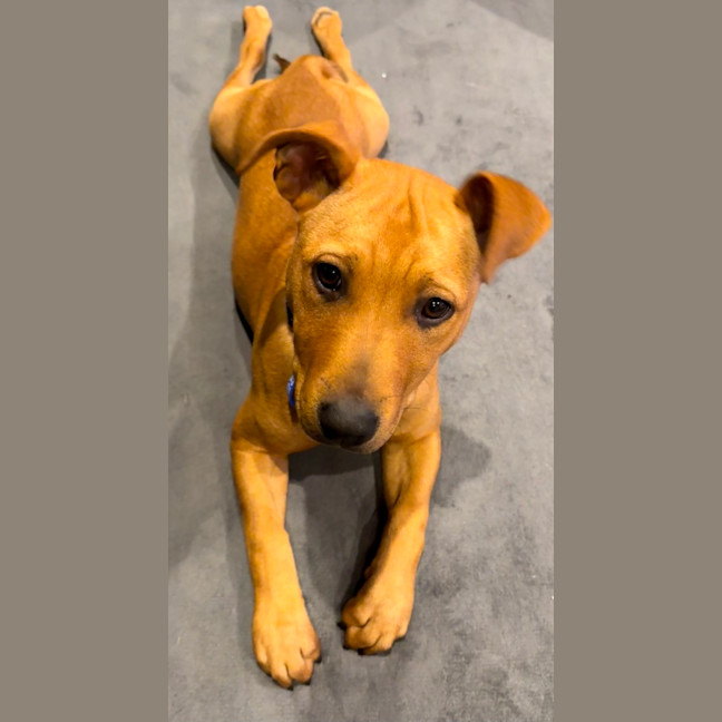 Photo of Bella   14 Week Old Mastiff X