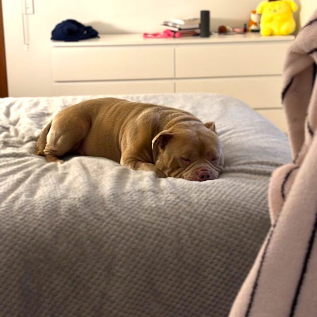 Photo of Caramel