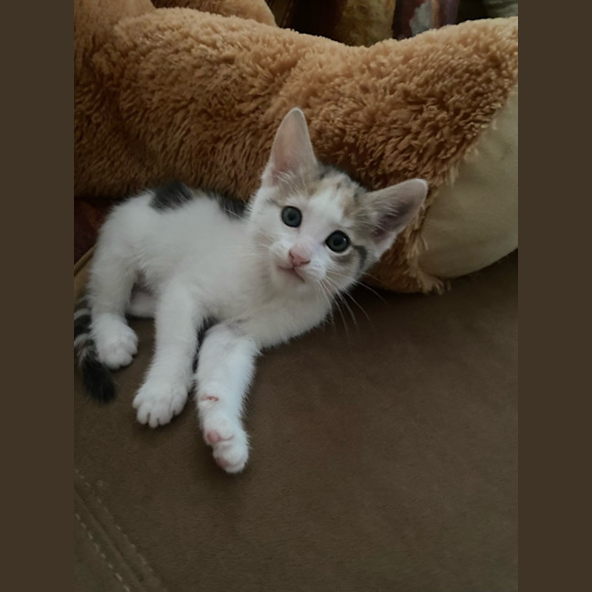Photo of Nala 