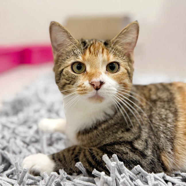 Photo of Mila & Mitzy