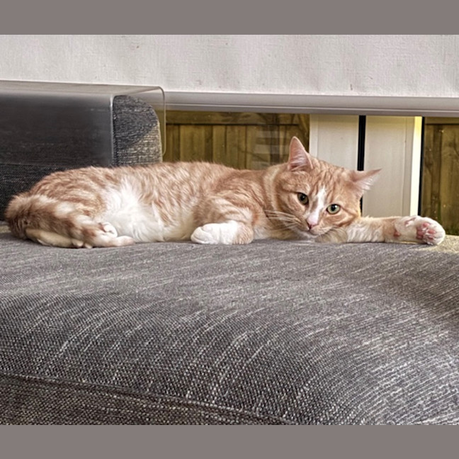 Photo of Toastie