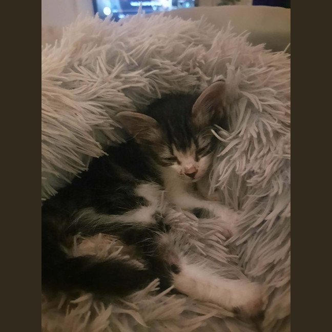 Photo of Tundra