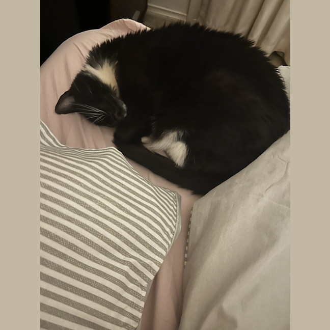 Photo of Sharmi *9 Lives Project Rescue*