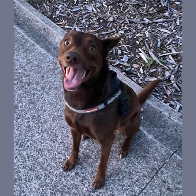 Photo of Pippa