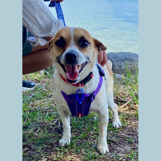 Photo of Lola & Louie   4 Year Old Mini Fox Terriers
