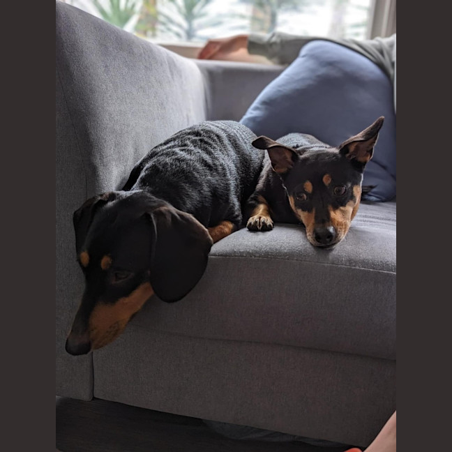 Photo of Tessa 💝 4 Year Old Dachshund X