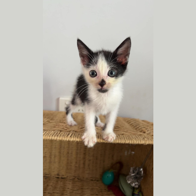 Photo of Button