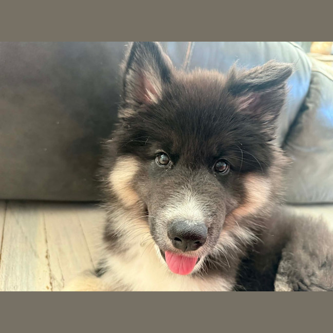 Photo of Koda