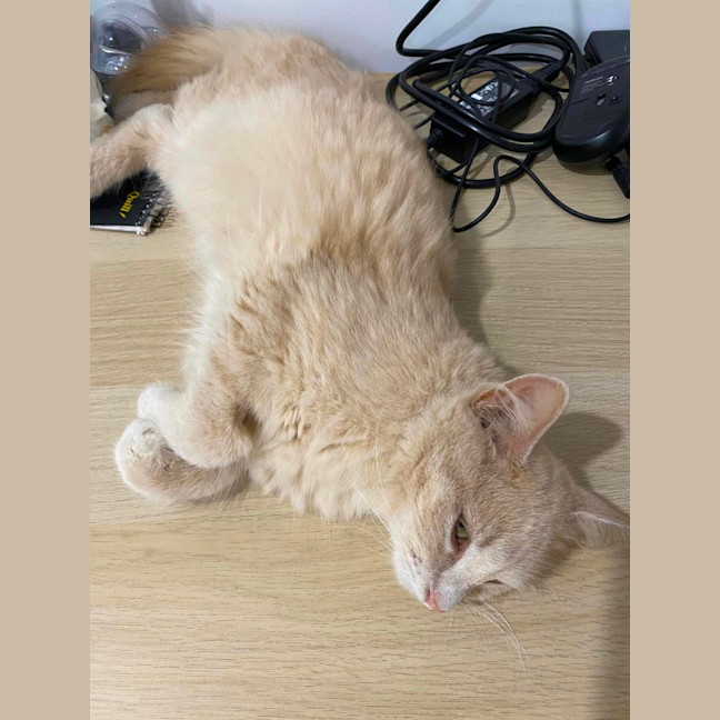 Photo of Marshmallow
